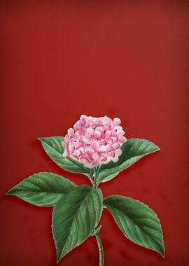 French Hydrangea on Red