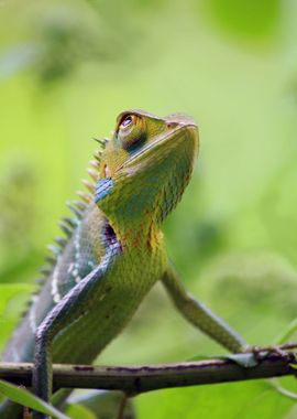 tree lizard green