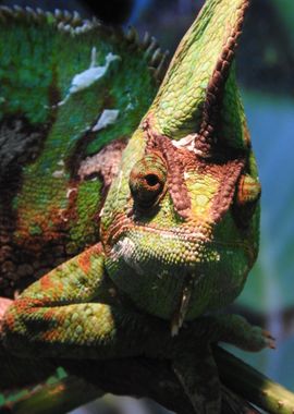 red green lizard