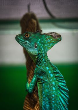 blue green lizard