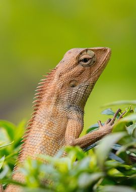 orange tree lizard