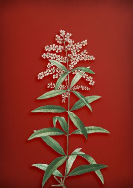 Lemon Verbena Branch Red