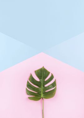 Minimalist botanical XV