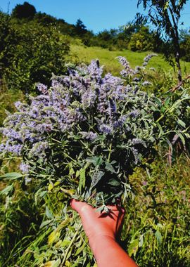 Cottagecore mint bouquet