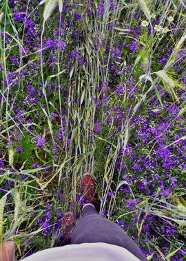 Walk trough wheat field