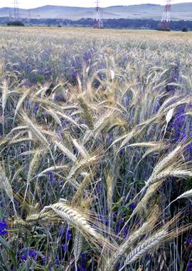 Wheat field in spring