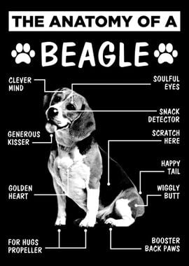 Anatomy Beagle