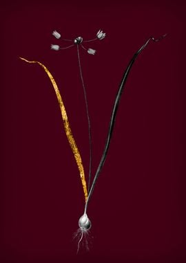 Allium with Gold Leaf