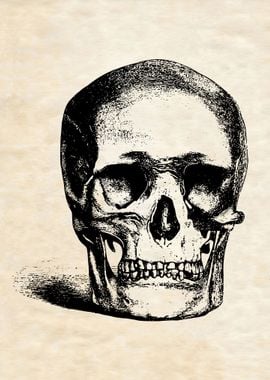 VINTAGE HUMAN SKULL