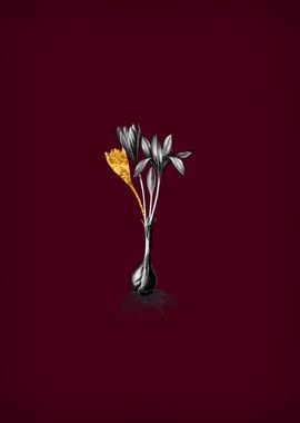 Autumn Crocus on Crimson