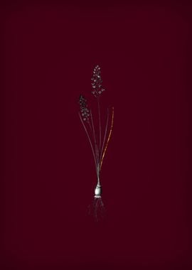 Autumn Squill on Crimson