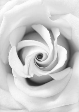 Black White Beauty Rose 1