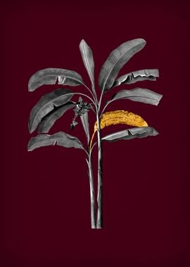 Banana Tree on Crimson