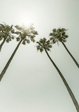 Palm Trees in the sun