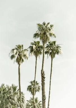 Palm Trees Summertime