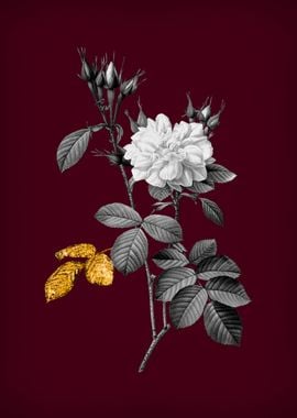 Damask Rose on Crimson