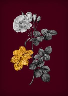 Damask Rose on Crimson