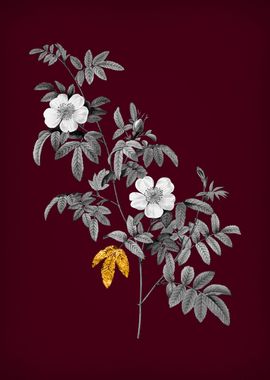 Musk Rose on Crimson Red