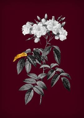 Musk Rose on Crimson Red