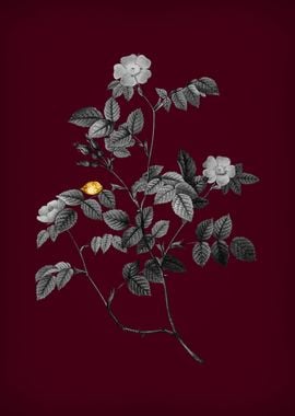 Sweetbriar Rose on Crimson