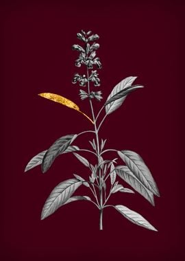 Sage Plant on Crimson