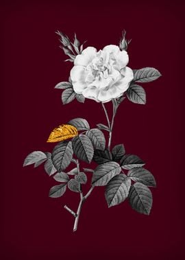 White Rose on Crimson