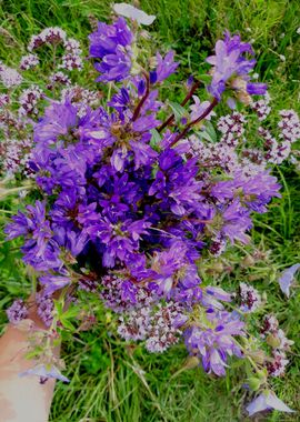 Purple wildflowers bouquet