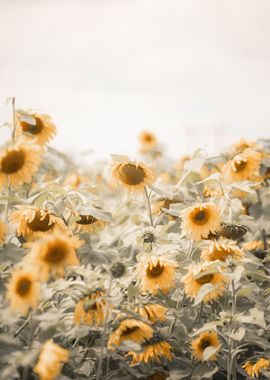 Happy sunflowers