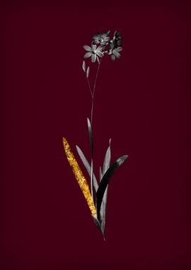 Corn Lily on Crimson