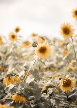 Meet and greet sunflowers