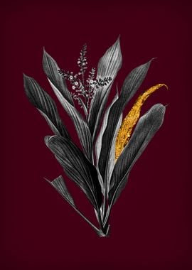 Cordyline Fruticosa Wine