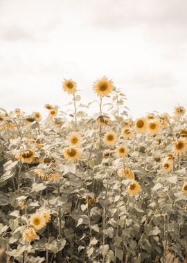 Sunflower duo