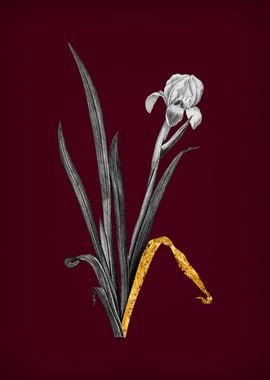 Crimean Iris on Crimson