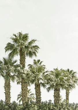 Vintage tropic palm trees