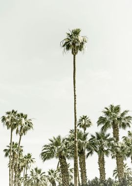 Palm Trees Summertime 