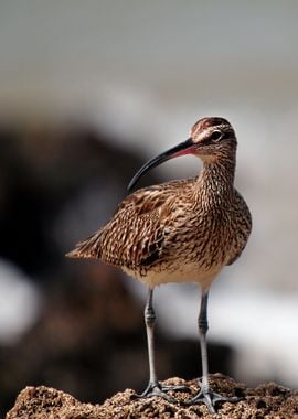 brown bird floor