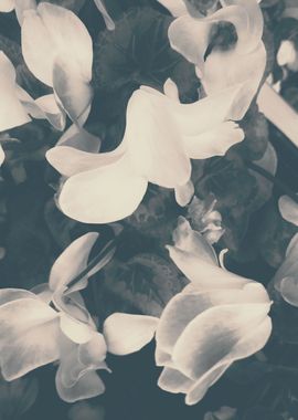 Abstract floral background