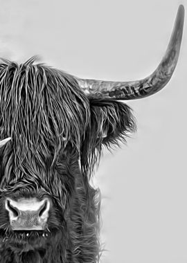 Highland Bull in Norway