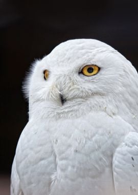 white yellow owl