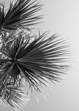 Fan Palm Black White Vibes