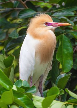 bird orange beak pink