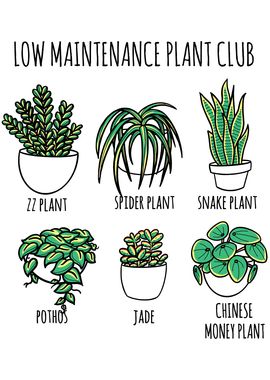 Low Maintenance Club Plant