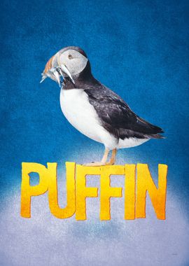 Puffin