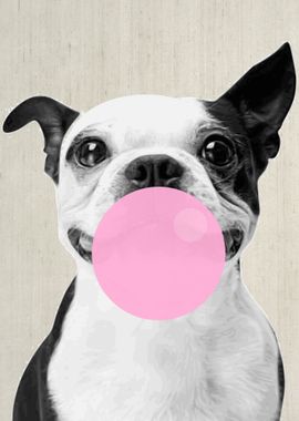 PUG BUBBLEGUM