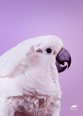 White parrot