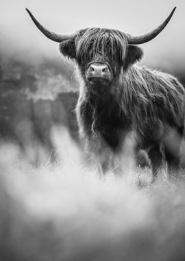 Scottish Highland Cow