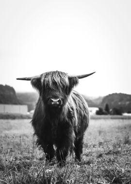 Scottish Highland Cow