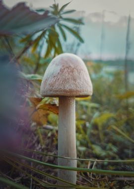 autumn fungi species