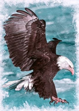 Bald Eagle