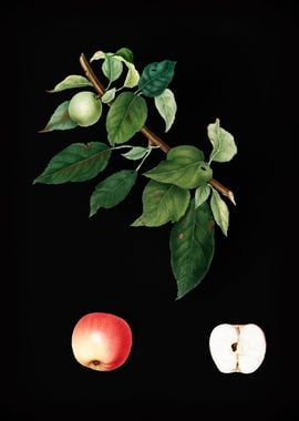 Vintage Apple Fruit Food